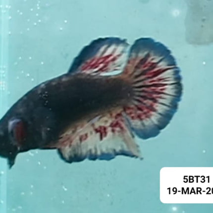 [ARRIVED 19 - MAR - 2026] 5BT31 - Yellow Vanda Halfmoon Plakat Male Betta - Nano Tanks Australia