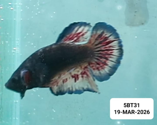 [ARRIVED 19 - MAR - 2026] 5BT31 - Yellow Vanda Halfmoon Plakat Male Betta - Nano Tanks Australia