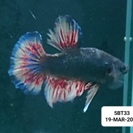 [ARRIVED 19 - MAR - 2026] 5BT33 - Yellow Vanda Halfmoon Plakat Male Betta - Nano Tanks Australia