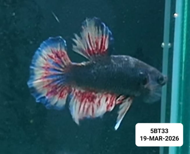 [ARRIVED 19 - MAR - 2026] 5BT33 - Yellow Vanda Halfmoon Plakat Male Betta - Nano Tanks Australia