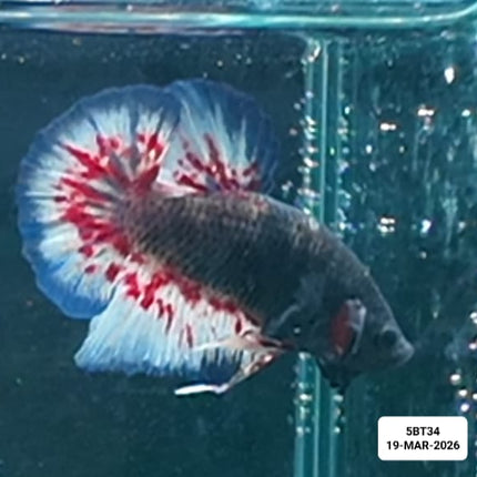 [ARRIVED 19 - MAR - 2026] 5BT34 - Yellow Vanda Halfmoon Plakat Male Betta - Nano Tanks Australia