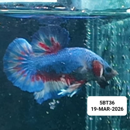 [ARRIVED 19 - MAR - 2026] 5BT36 - Yellow Vanda Halfmoon Plakat Male Betta - Nano Tanks Australia