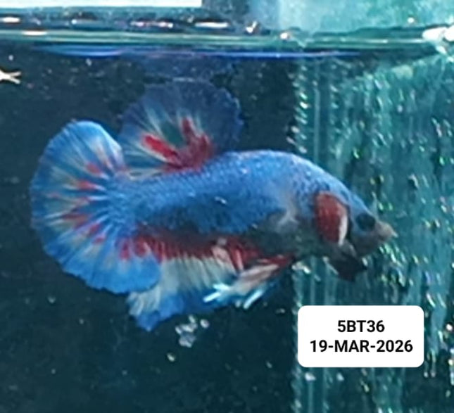 [ARRIVED 19 - MAR - 2026] 5BT36 - Yellow Vanda Halfmoon Plakat Male Betta - Nano Tanks Australia