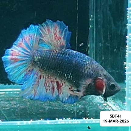 [ARRIVED 19 - MAR - 2026] 5BT41 - Yellow Vanda Halfmoon Plakat Male Betta - Nano Tanks Australia