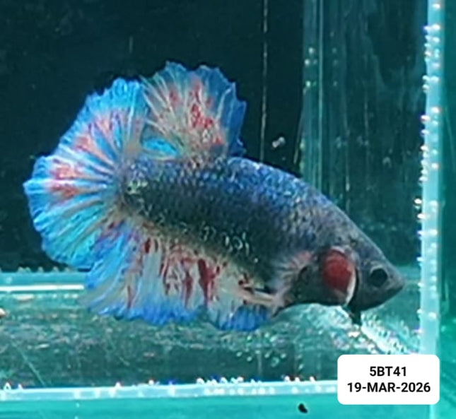 [ARRIVED 19 - MAR - 2026] 5BT41 - Yellow Vanda Halfmoon Plakat Male Betta - Nano Tanks Australia