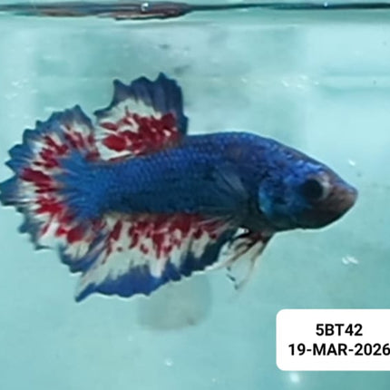 [ARRIVED 19 - MAR - 2026] 5BT42 - Yellow Vanda Halfmoon Plakat Male Betta - Nano Tanks Australia