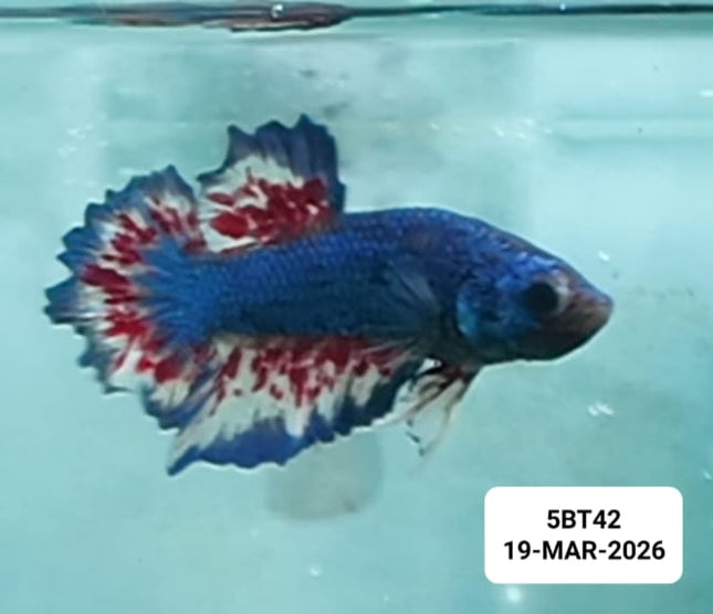 [ARRIVED 19 - MAR - 2026] 5BT42 - Yellow Vanda Halfmoon Plakat Male Betta - Nano Tanks Australia