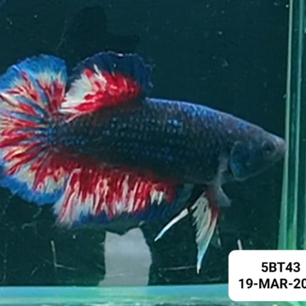 [ARRIVED 19 - MAR - 2026] 5BT43 - Yellow Vanda Halfmoon Plakat Male Betta - Nano Tanks Australia