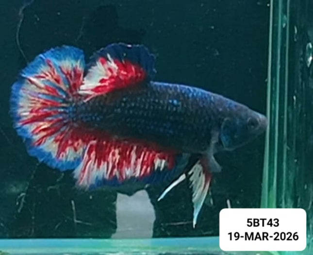 [ARRIVED 19 - MAR - 2026] 5BT43 - Yellow Vanda Halfmoon Plakat Male Betta - Nano Tanks Australia