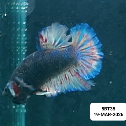 [ARRIVED 19 - MAR - 2026] 5BT44 - Yellow Vanda Halfmoon Plakat Male Betta - Nano Tanks Australia