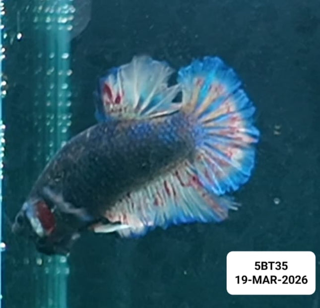 [ARRIVED 19 - MAR - 2026] 5BT44 - Yellow Vanda Halfmoon Plakat Male Betta - Nano Tanks Australia