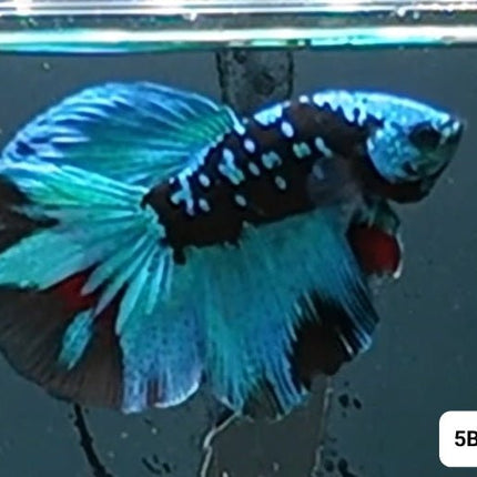 [ARRIVED 2 - JAN - 2026] 5BT12 - Blue Avatar Halfmoon Male Betta - Nano Tanks Australia