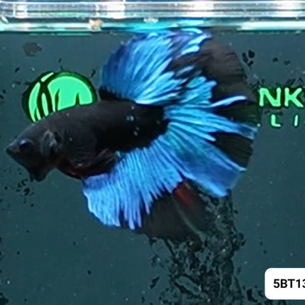 [ARRIVED 2 - JAN - 2026] 5BT13 - Blue Avatar Halfmoon Male Betta - Nano Tanks Australia