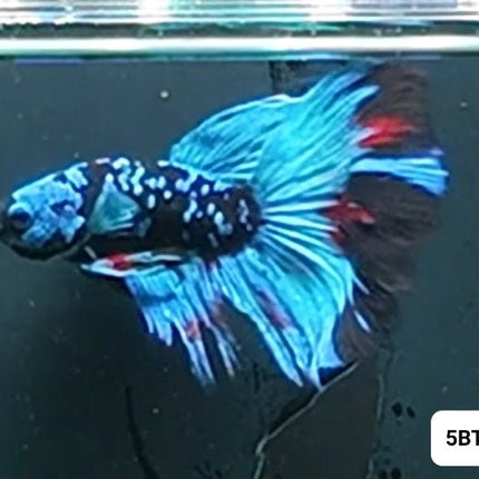 [ARRIVED 2 - JAN - 2026] 5BT14 - Blue Avatar Halfmoon Male Betta - Nano Tanks Australia