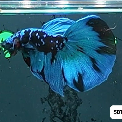 [ARRIVED 2 - JAN - 2026] 5BT15 - Blue Avatar Halfmoon Male Betta - Nano Tanks Australia