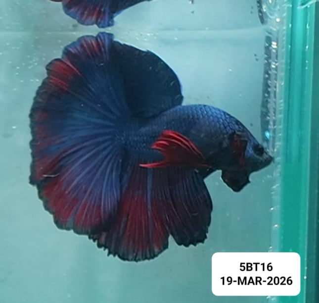 [ARRIVED 2 - JAN - 2026] 5BT16 - Multicolour Halfmoon Male Betta - Nano Tanks Australia