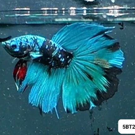 [ARRIVED 2 - JAN - 2026] 5BT24 - Blue Avatar Halfmoon Male Betta - Nano Tanks Australia