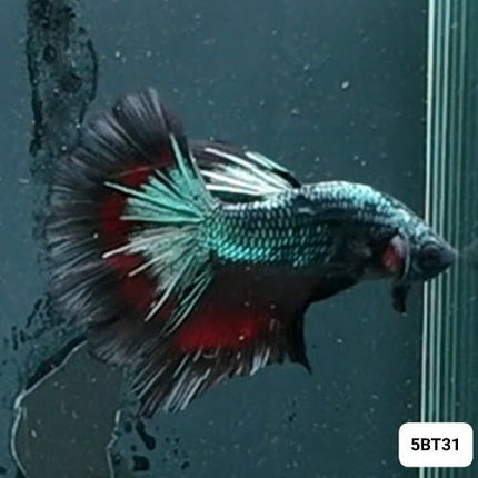 [ARRIVED 2 - JAN - 2026] 5BT31 - Blue Avatar Halfmoon Male Betta - Nano Tanks Australia