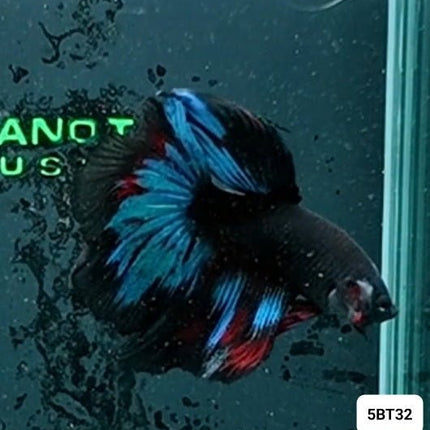 [ARRIVED 2 - JAN - 2026] 5BT32 - Blue Avatar Halfmoon Male Betta - Nano Tanks Australia
