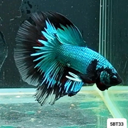 [ARRIVED 2 - JAN - 2026] 5BT33 - Blue Avatar Halfmoon Male Betta - Nano Tanks Australia