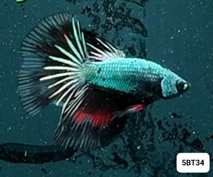 [ARRIVED 2 - JAN - 2026] 5BT34 - Blue Avatar Halfmoon Male Betta - Nano Tanks Australia