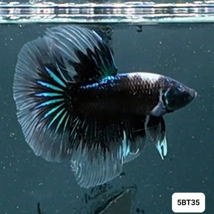 [ARRIVED 2 - JAN - 2026] 5BT35 - Blue Avatar Halfmoon Male Betta - Nano Tanks Australia