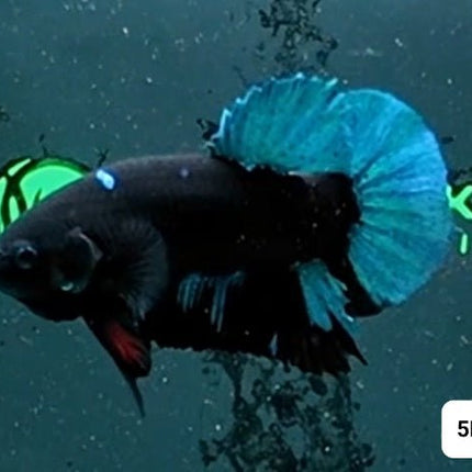 [ARRIVED 2 - JAN - 2026] 5BT41 - Dark Light HMPK Male Betta - Nano Tanks Australia