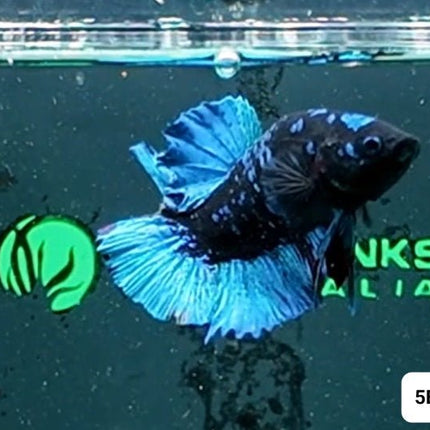 [ARRIVED 2 - JAN - 2026] 5BT43 - Dark Light HMPK Male Betta - Nano Tanks Australia
