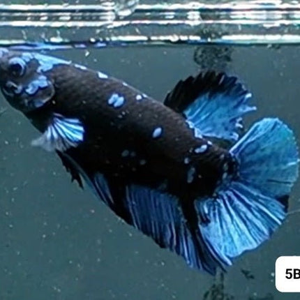 [ARRIVED 2 - JAN - 2026] 5BT44 - Dark Light HMPK Male Betta - Nano Tanks Australia