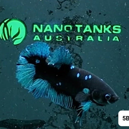 [ARRIVED 2 - JAN - 2026] 5BT45 - Dark Light HMPK Male Betta - Nano Tanks Australia