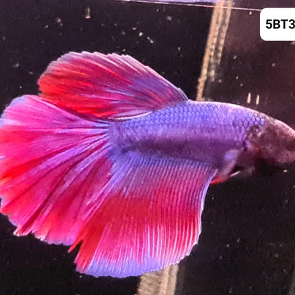 [ARRIVED 2 - JUL - 2025] 5BT32 - Pink Halfmoon Male Betta - Nano Tanks Australia