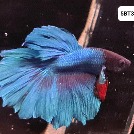 [ARRIVED 2 - JUL - 2025] 5BT34 - Light Blue Halfmoon Male Betta - Nano Tanks Australia