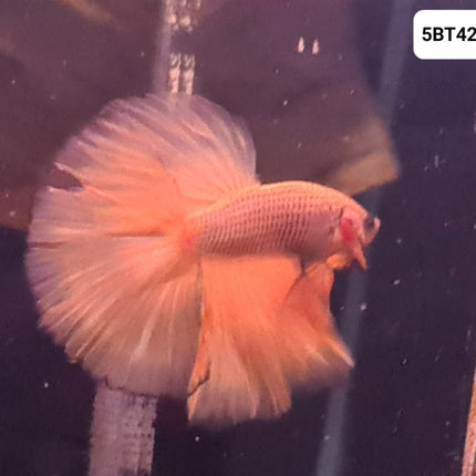 [ARRIVED 2 - JUL - 2025] 5BT42 - Yellow Fancy Rosetail Betta Male - Nano Tanks Australia