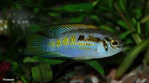 [ARRIVED 2 - MAR - 2026] Laetacara Araguaiae 2 - 4cm - Nano Tanks Australia