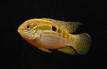 [ARRIVED 2 - MAR - 2026] Laetacara Araguaiae 2 - 4cm - Nano Tanks Australia