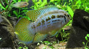 [ARRIVED 2 - MAR - 2026] Laetacara Araguaiae 2 - 4cm - Nano Tanks Australia