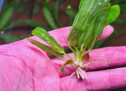 [ARRIVED 20 - JUN - 2025] Echinodorus Martii bareroot - Nano Tanks Australia