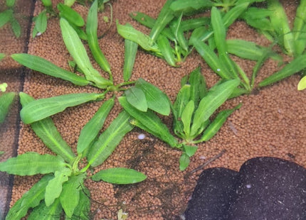 [ARRIVED 20 - JUN - 2025] Echinodorus Martii bareroot - Nano Tanks Australia