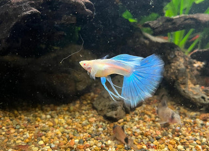 [ARRIVED 21 - APR - 2026] Albino Blue Topaz Ribbon Tail Guppy - Nano Tanks Australia