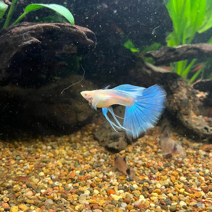 [ARRIVED 21 - APR - 2026] Albino Blue Topaz Ribbon Tail Guppy - Nano Tanks Australia