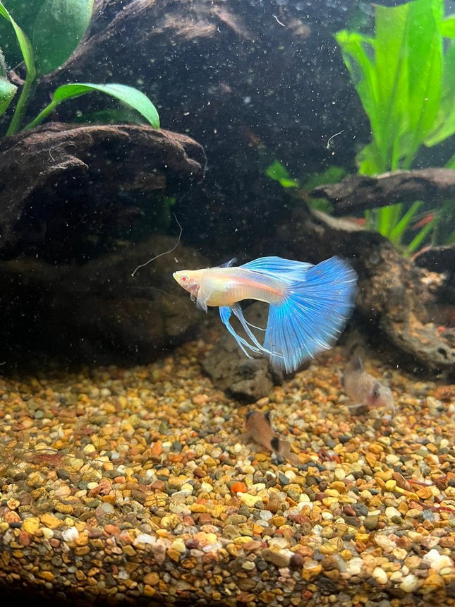 [ARRIVED 21 - APR - 2026] Albino Blue Topaz Ribbon Tail Guppy - Nano Tanks Australia