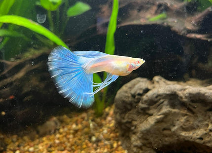 [ARRIVED 21 - APR - 2026] Albino Blue Topaz Ribbon Tail Guppy - Nano Tanks Australia