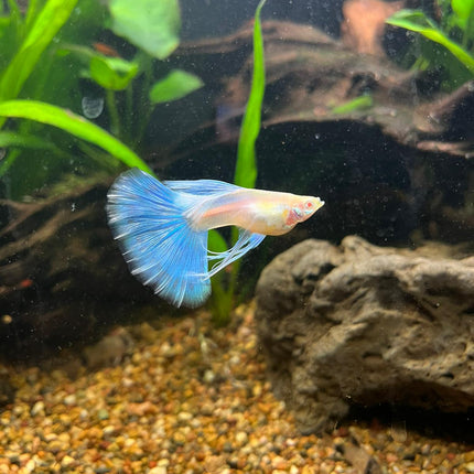 [ARRIVED 21 - APR - 2026] Albino Blue Topaz Ribbon Tail Guppy - Nano Tanks Australia