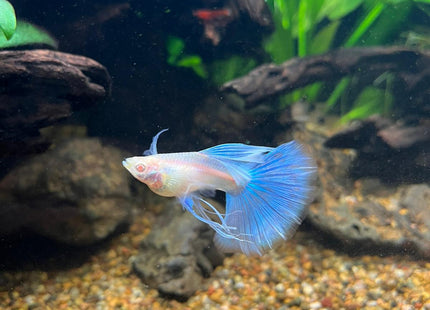 [ARRIVED 21 - APR - 2026] Albino Blue Topaz Ribbon Tail Guppy - Nano Tanks Australia