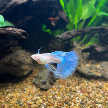 [ARRIVED 21 - APR - 2026] Albino Blue Topaz Ribbon Tail Guppy - Nano Tanks Australia
