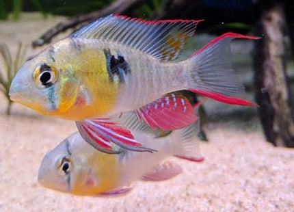 [ARRIVED 21 - AUG - 2025] Bolivian Ram (Local Bred) 4 - 7cm - Nano Tanks Australia
