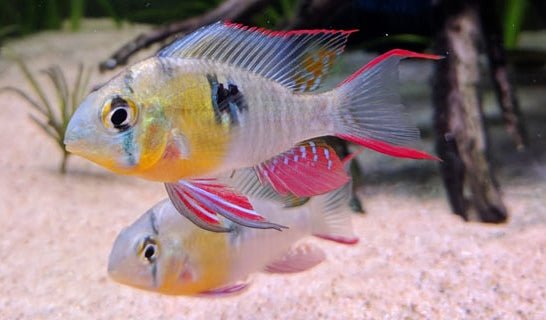 [ARRIVED 21 - AUG - 2025] Bolivian Ram (Local Bred) 4 - 7cm - Nano Tanks Australia