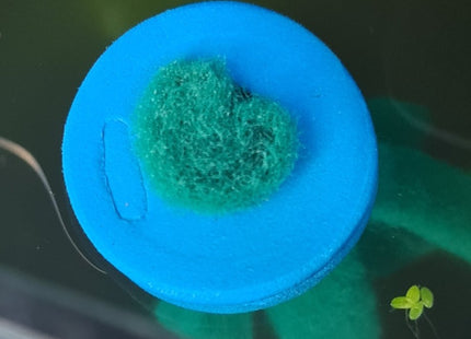 [ARRIVED 21 - SEP - 2025] Medaka Breeding Spawning Mop - Premium Egg Collection System - Nano Tanks Australia