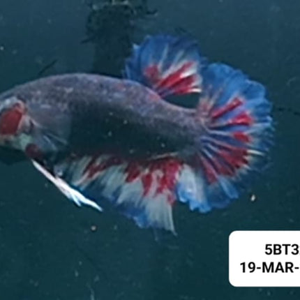 [ARRIVED 22 - MAR - 2026] 4BT11 - Yellow Red Vanda Halfmoon Plakat Male Betta - Nano Tanks Australia