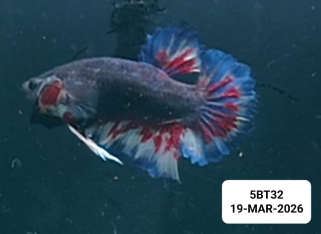 [ARRIVED 22 - MAR - 2026] 4BT11 - Yellow Red Vanda Halfmoon Plakat Male Betta - Nano Tanks Australia